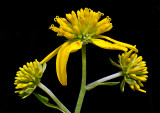 Yellow-Wild-Flower