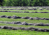 Newly-Cut-Hay