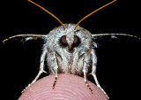 Moth-2014-5