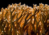 Coral-Mushroom-3