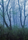 Foggy Appalachian Trail