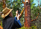 W-photographing-Madrona-Bark