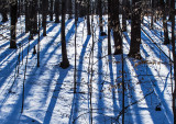 Snow-Tree-Shadows