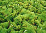 Moss-Covered-Lava---Iceland