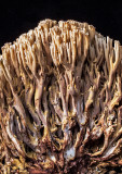 Coral-Mushroom---5
