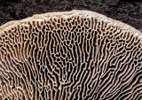 Fungi-Underside---3