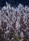 Backlit-Field-of-Weeds---3