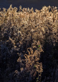 Backlit-Field-of-Weeds---2