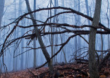 Foggy-Winter-Woods