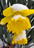 Daffodil-with-Snow