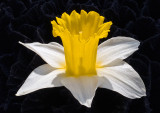 Daffodil-close-up