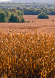 Corn-Field