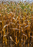Ripe-Corn-Field