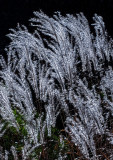 Robs-Pampas-Grass