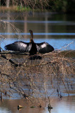 1024 Anhinga drying wings.jpg