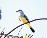 Western Kingbird, North Davis, CA