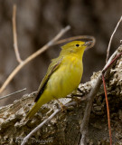 Yellow Warbler