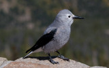 Clarks Nutcracker