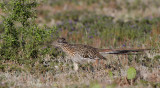 Greater Roadrunner