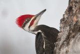 A Pileated Woodpecker Up Close