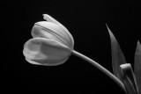 Tulips - Single Black  White.JPG