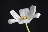 White Tulip