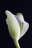 Tulip Unfurling