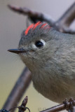 Ruby-Crowned Kinglet