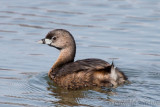 Pied-billed Grebe