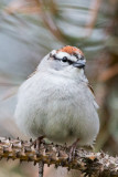 Chipping Sparrow