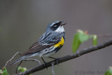Another Yellow-rumped Warbler performance