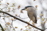 Black-crowned Night Heron