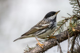 Blackpoll Warbler