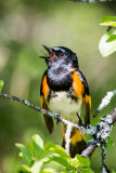 American Redstart