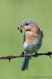 Bluebird (female)