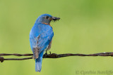 Bluebird (m)