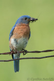 Eastern Bluebird (m)