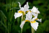 Iris Sibirica White Belle