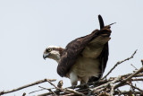 Osprey Guarding The Nest