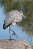 Great Blue Juvenile