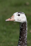 Odd Goose