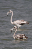 Greater Flamingos (Juvenile)
