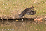 Hooded Mergansers