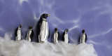 The March of The Penguins 2