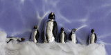 The March of The Penguins 3