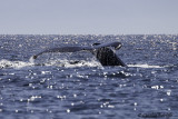 Humpback Whale-4.jpg