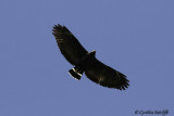 Common Black Hawk.jpg