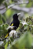 Yellow-winged Cacique.jpg