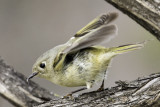 Ruby-crowned Kinglet (1 of 2)