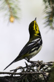 Black-throated Green Warbler